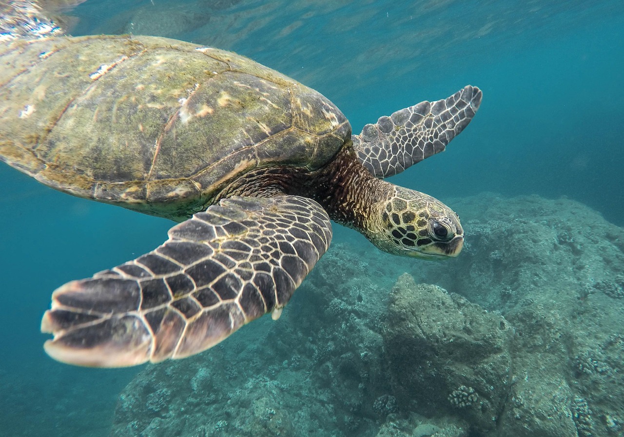 SRI LANKA TURTLE