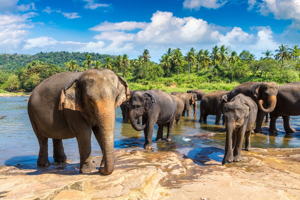 Herd,Of,Elephants,At,The,Elephant,Orphanage,In,Sri,Lanka