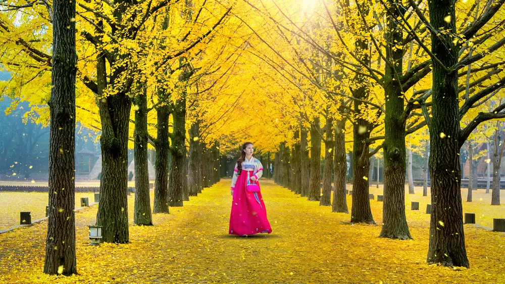Beautiful,Girl,Wearing,Korean,Traditional,Hanbok,At,Row,Of,Yellow