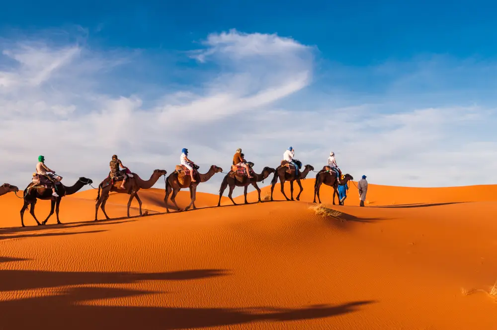 Camel,Caravan,In,The,Sahara,Of,Morocco