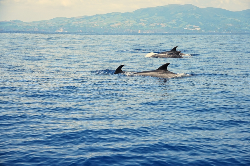 Group,Of,Common,Bottlenose,Dolphins,With,Clearly,Visible,Dorsal,Fins,