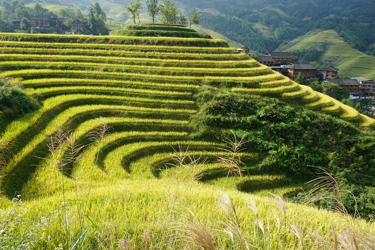 juliacui-terraced-fields-3650650_1280