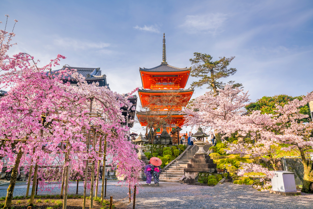 Kiyomizu-dera,Temple,And,Cherry,Blossom,Season,(sakura),Spring,Time,In