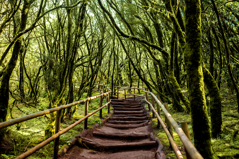 Evergreen,Forest,In,Garajonay,National,Park,With,Tourist,Footpath,On
